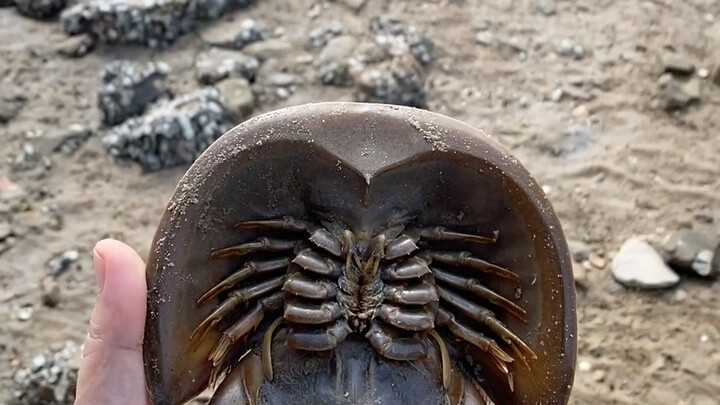 تجربة لا تُنسى: لقاء حيّ مع حفرية حيّة أثناء التنزه على الشاطئ!