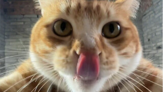 Ayo tangkap kucing bersama