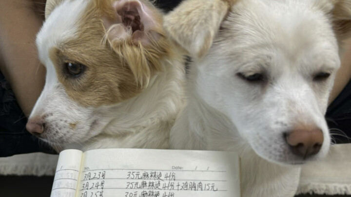 โมโหจริงๆ เจ้าแมวกินอาหารสุนัข สุนัขก็กินอึแมว