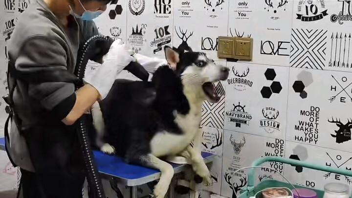 [Cún cưng] Husky ngáo liên tục la hét khi tắm ở tiệm thú cưng 