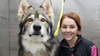 狼王脸萨摩心，帮一只50公斤重的「北方因纽特犬」洗澡