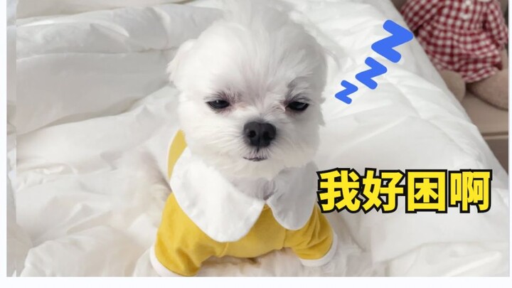 Anjing Maltese yang super menggemaskan bangun pagi sampai susah membuka mata, imutnya melebihi batas