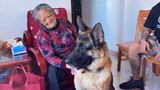 Bà ngoại 90 tuổi lần đầu tiên được gặp chó Becgie