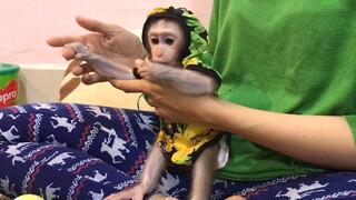 Very Cute Baby monkey after dressed up