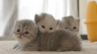 Bagaimana cara mengajari anak kucing kecil untuk mendengar namanya sendiri?