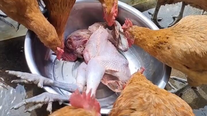 Bagaimana kalau yang makan apa saja itu kamu?