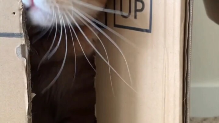 Kucing tidak tahan diganggu