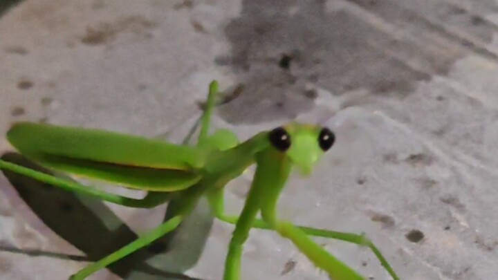 In case you didn’t know, you can even play with a mantis.