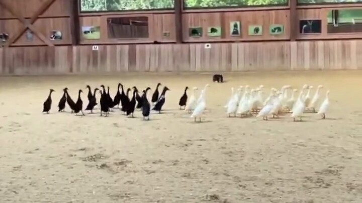 Lại một lần nữa bị IQ của chó Border Collie làm cho sững sờ!!!