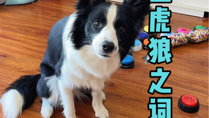 Chú chó có thực sự biết đếm không?