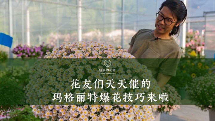 Kỹ thuật giúp hoa cúc Margaret nở rộ mà các bạn yêu hoa hằng ngày cứ thúc giục đã có rồi đây