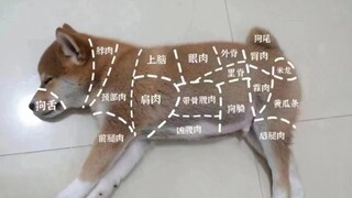 Paw Patrol, let's go!