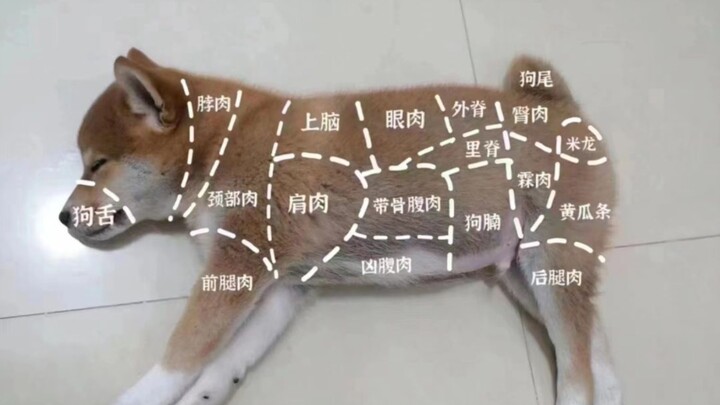 Paw Patrol, let's go!