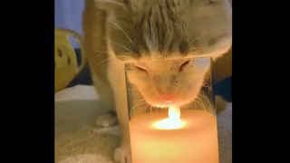 Kucing: Aku Dengar Kau Sangat Berani, Kalau Begitu, Biar Aku Lihat…