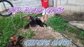 Melsim Grey VS Gilmore Hatch spar!
