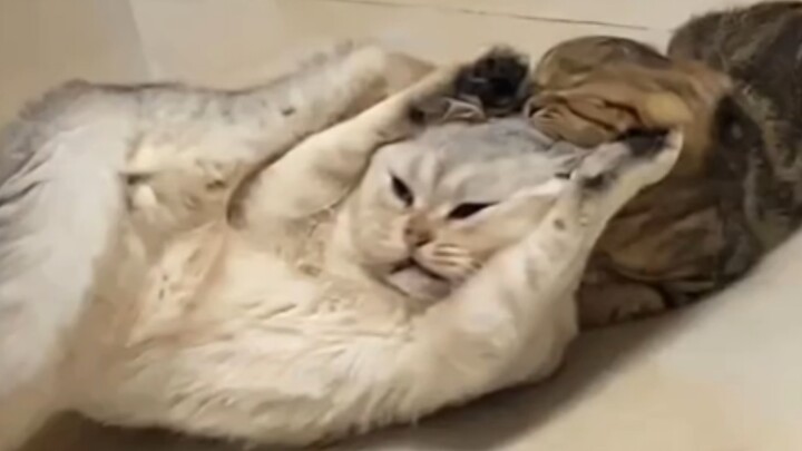 Jika belum merasakan penderitaan seekor kucing, jangan menasihati kucing untuk berbuat baik.