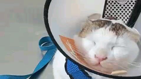 Angry Cat