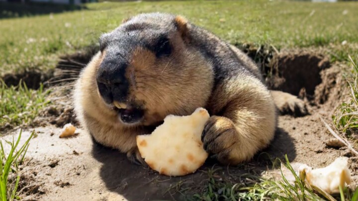 Still Eating! I’ve Got You Now!