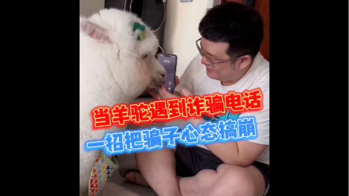 【当电信网络诈骗遇上羊驼！羊驼：你信不信我可以跟他嗯一整天→….】当羊驼遇到诈骗电话，只用一个字就逼疯对方，网友：搞诈骗的都受不了冷暴力。