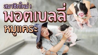 สมาชิกใหม่ หมูแคระพอตเบลลี่ (Pot Belly Pig) EP.228