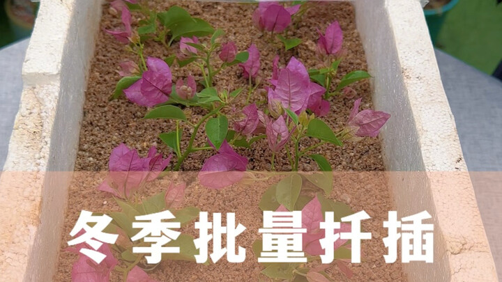 Do mass cuttings this winter, and you’ll have an endless supply of flowers come spring!