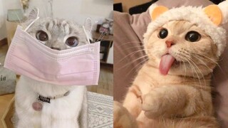 Try NotToLaugh or Grin While Watching Funny Animals Compilation #1