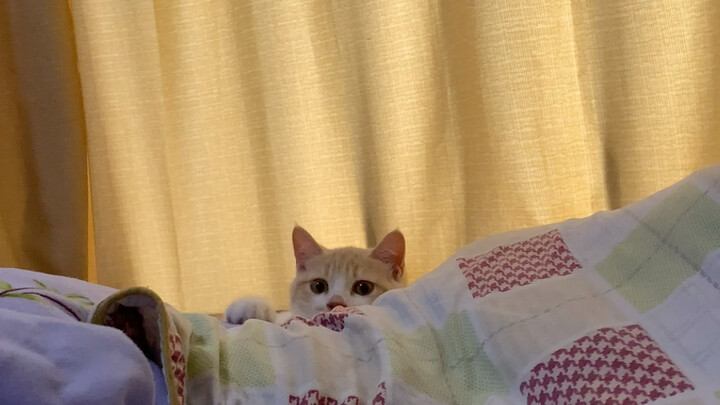 Aku tak sengaja menendang anak kucing dari tempat tidur, apa yang harus aku lakukan hahahahahahaha
