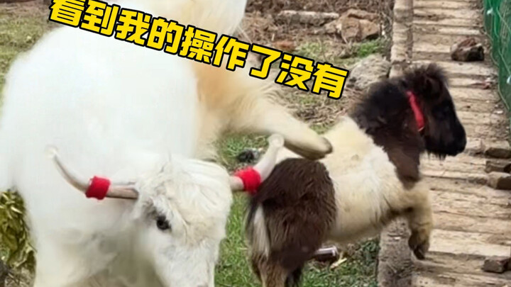 ม้าตัวน้อยเพิ่งกลับถึงบ้านก็ลงสนามวัดแรงม้า แทบโดนคุณหนิวพุ่งชนจนกระเด็นไปเลย สุดท้ายสัตว์ทั้ง 12 รา