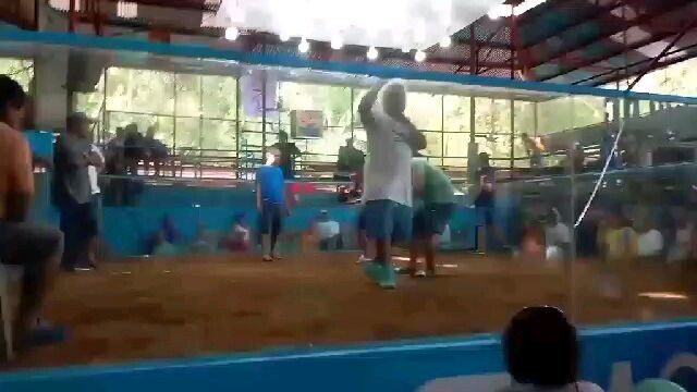 7 months vs bullstag