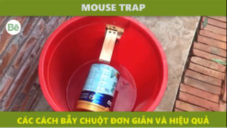 be5 - bẫy chuột đơn giản hiệu quả P5