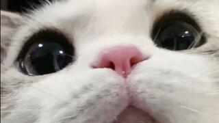 When it comes to eating, little kitties are serious.