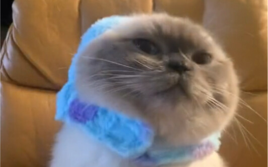 ลูกแมวน้ำอารมณ์เย็น