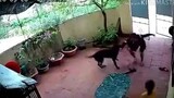 [Hewan]Bagaimana anjing pintar merespons serangan