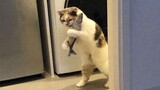 Funniest Cats 😹 - Best Of The 2021 Funny Cats Videos 😁 - Funniest Animals Ever