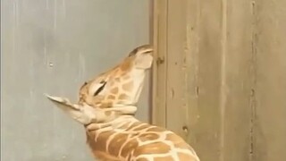 صغير الزرافة الذي ولد منذ 12 ساعة فقط، لا يعرف بعد كيف يضع رقبته أثناء القيلولة...