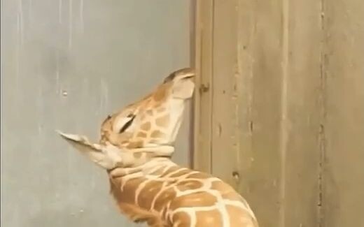 Bayi jerapah yang baru lahir 12 jam, bahkan belum tahu bagaimana harus meletakkan lehernya saat tidu