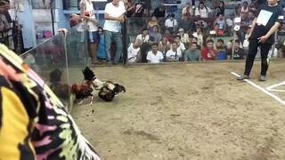 pulido pumalo
