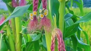 creative Corn Hair work