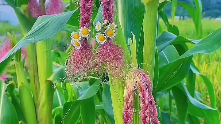 creative Corn Hair work