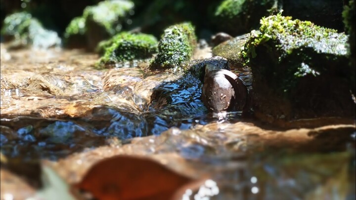 KEREN.... DIDEPAN RUMAH BANYAK TUMBUHAN AQUASCAPE JENIS HYDRILA (part 2)