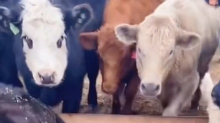 ก็ฟินดีนะ คล้ายกับตอนที่ฉันนอนกินขนมอยู่บนเตียง แล้วแม่มาเจอเข้าเลยล่ะ