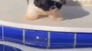 Cute puppy