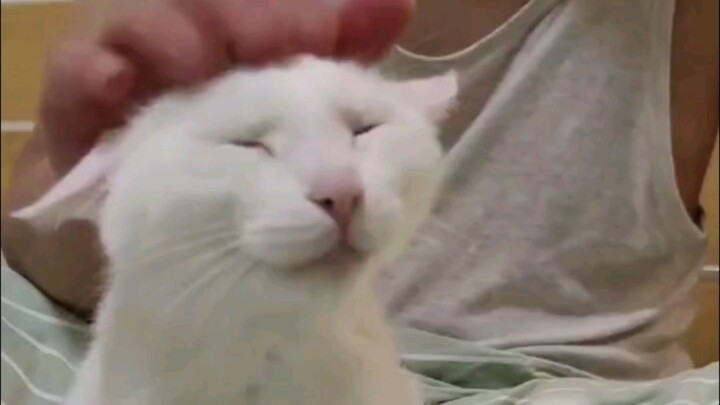 Raising these deep-well cats