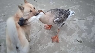 [Hewan]Anjing Kampung Vs Angsa Kepala Singa