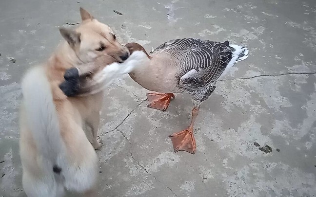 A fight between a dog & a goose