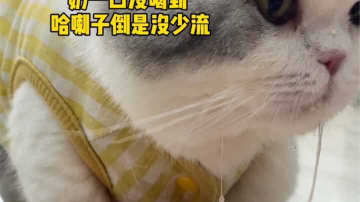 Everyone, help me see if this cat can still be saved?!