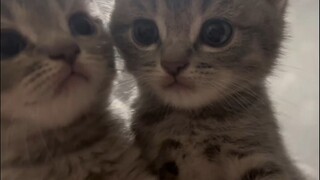 The kittens are sticking close and giving each other little kisses—do they feel each other's fluffy 