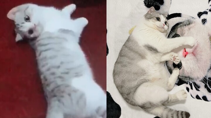 Từ thuở bé đến nay, chú mèo con này đã trải qua những gì
