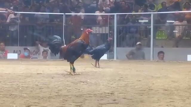 Naka 2 wins ang mga hwarang (March 23 ,2023.. binabaeng itim.. salamat sa bday gift mga nok