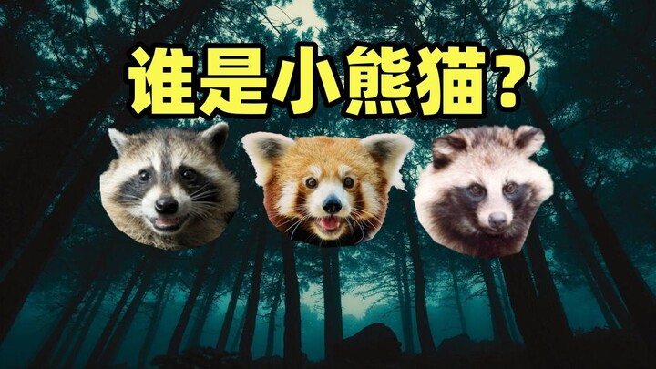هل تستطيع التمييز بين الباندا الصغير والراكون والثعلب الآسيوي وقط الزباد، هذه الحيوانات الصغيرة اللط